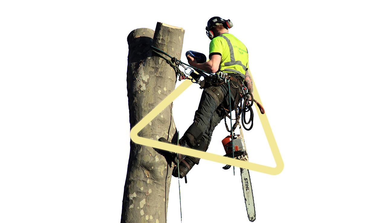 Man working on tree with new equipment, obtained with finance for arboriculture companies.