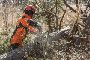 Man using chainsaw to cut tree. The chainsaw and pole saw was obtained through specialised finance for arboriculture companies.